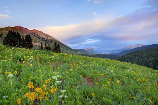 CO, Crested Butte Flowers and mountains